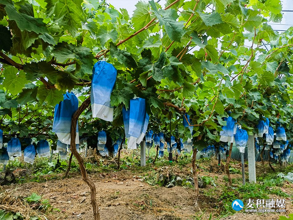 玫瑰种植前景亩收入_致富玫瑰种植条件_致富的玫瑰种植