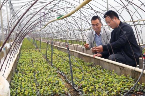 种植花草致富的人_致富花草种植人员名单_种花致富经