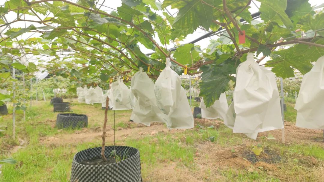 玫瑰种植前景亩收入_致富的玫瑰种植_致富玫瑰种植技术视频