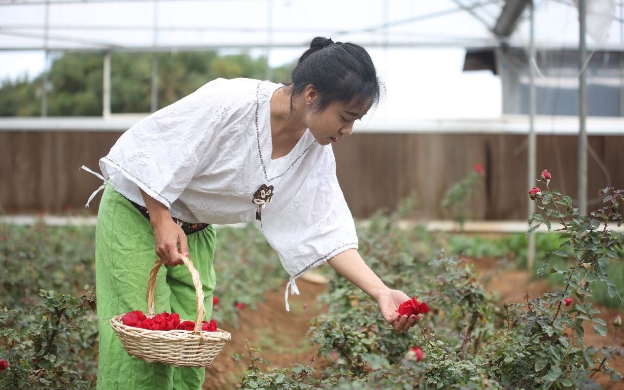 对玫瑰过敏的云南“花香兰” 靠种花带领村里乡亲致富