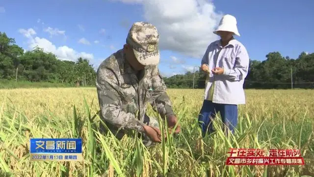 致富经种植水稻视频_水稻种植效益_水稻种植致富