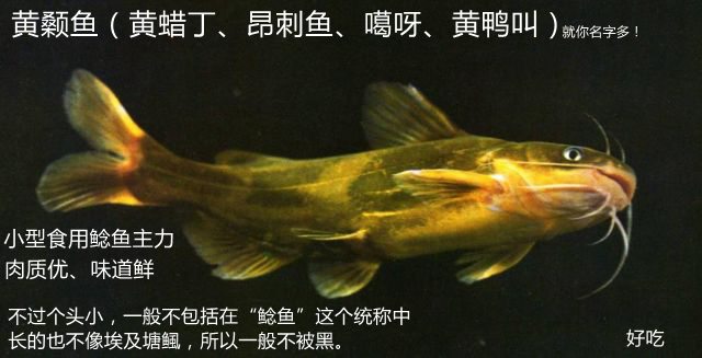 鲶鱼在养殖场养殖的视频_大口鲶鱼的养殖技术_养殖鲶鱼视频