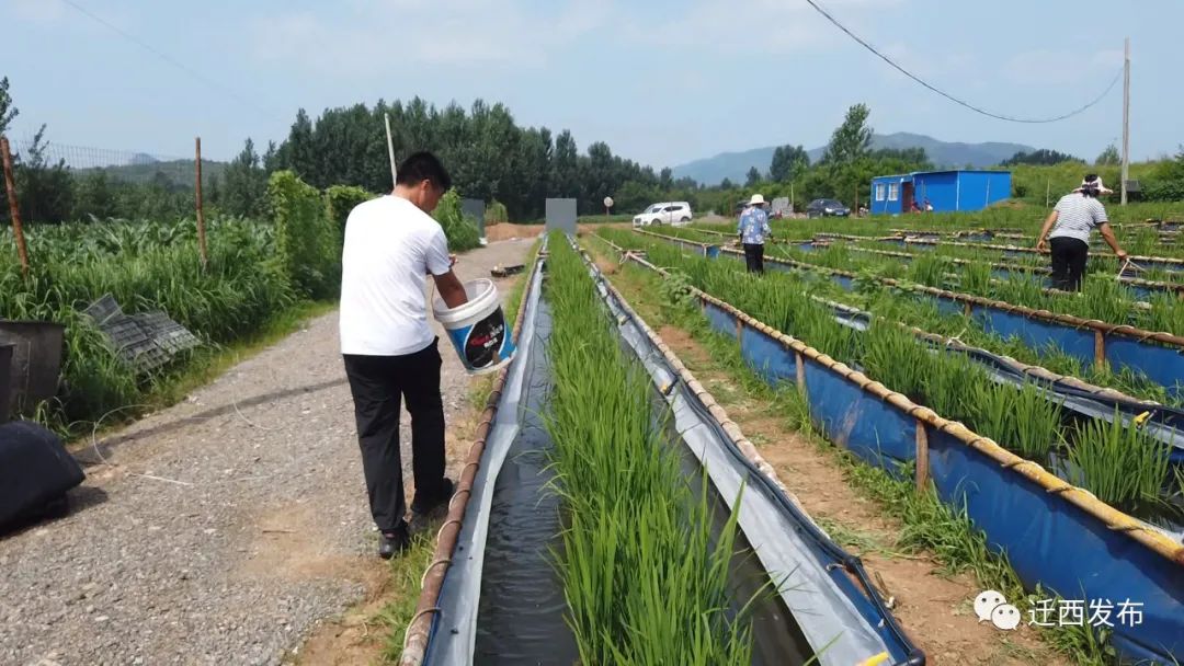 周口水蛭养殖_河南新乡水蛭养殖技术_河南水蛭养殖基地