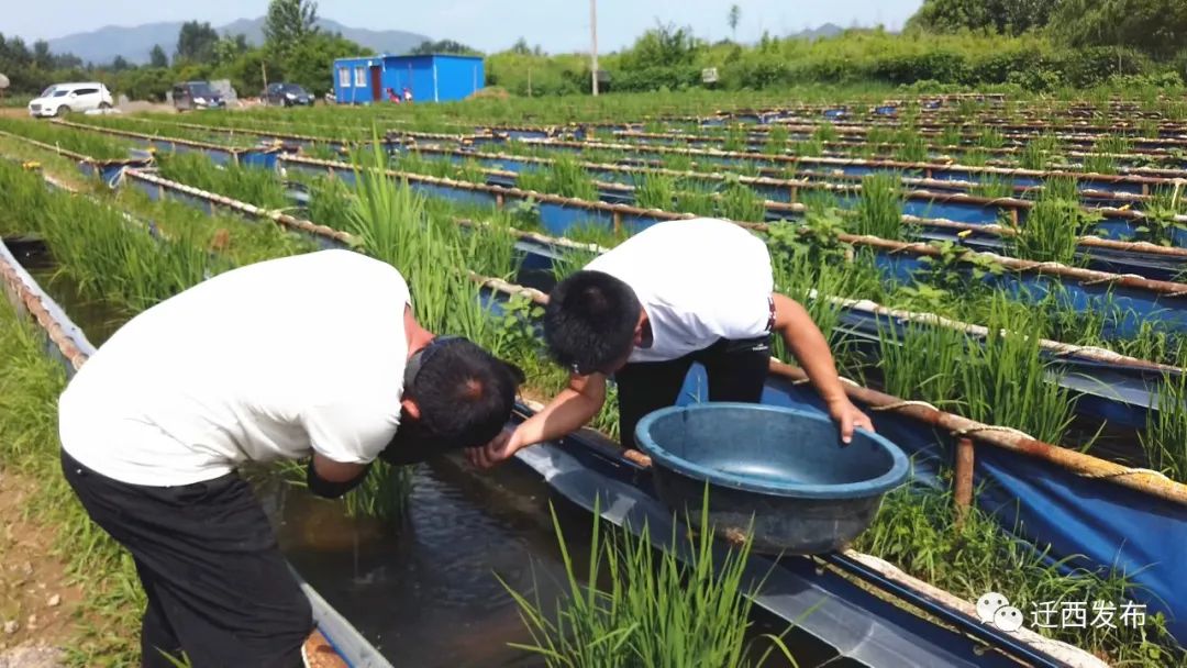 河南水蛭养殖基地_河南新乡水蛭养殖技术_周口水蛭养殖