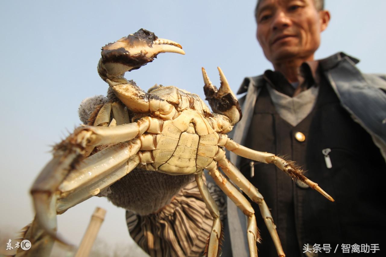 螃蟹养殖需要什么条件怎么养殖_花勃螃蟹养殖技术_养螃蟹技术视频