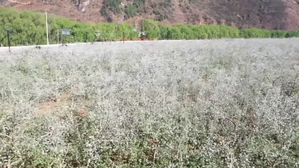 种植致富技术_致富种植技术有哪些_致富种植视频全集