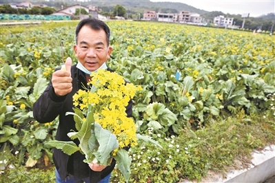 种植菜菜心技术视频_怎样种植菜心有什么奥秘_菜心菜怎样种植技术