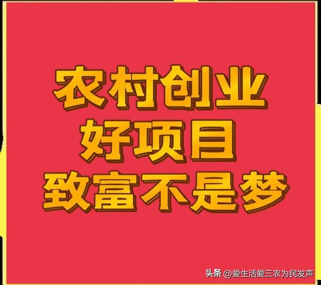 现在农村致富项目有哪些 种植,养殖(目前农村种植什么好赚钱快)