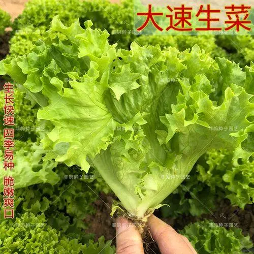 种植菜菜心技术视频_菜心菜怎样种植技术_种植菜心怎样进行田间管理