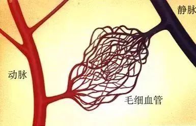 沙棘种植视频_关于种植沙棘要求的视频报道_致富经种沙棘视频