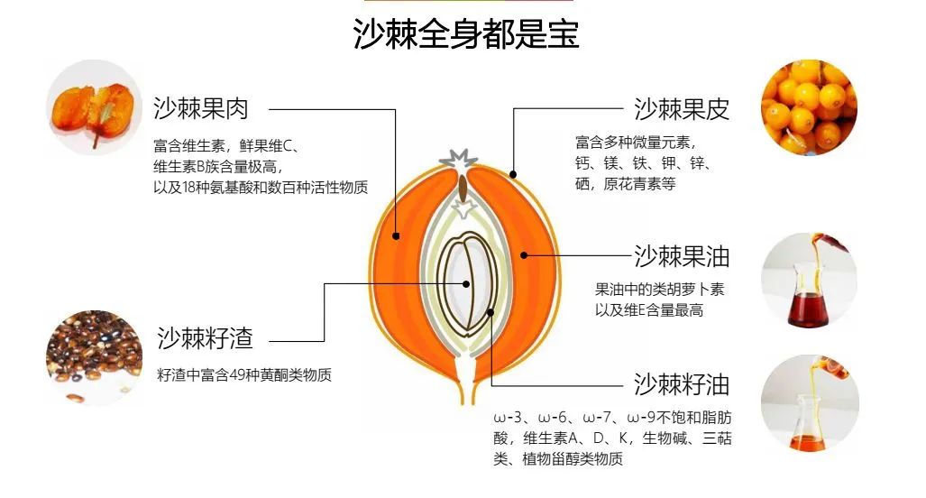 关于种植沙棘要求的视频报道_致富经种沙棘视频_沙棘种植视频