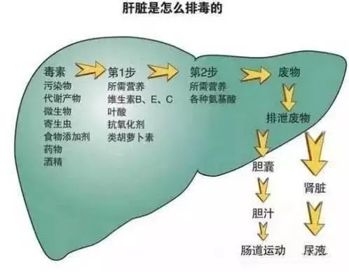 关于种植沙棘要求的视频报道_致富经种沙棘视频_沙棘种植视频