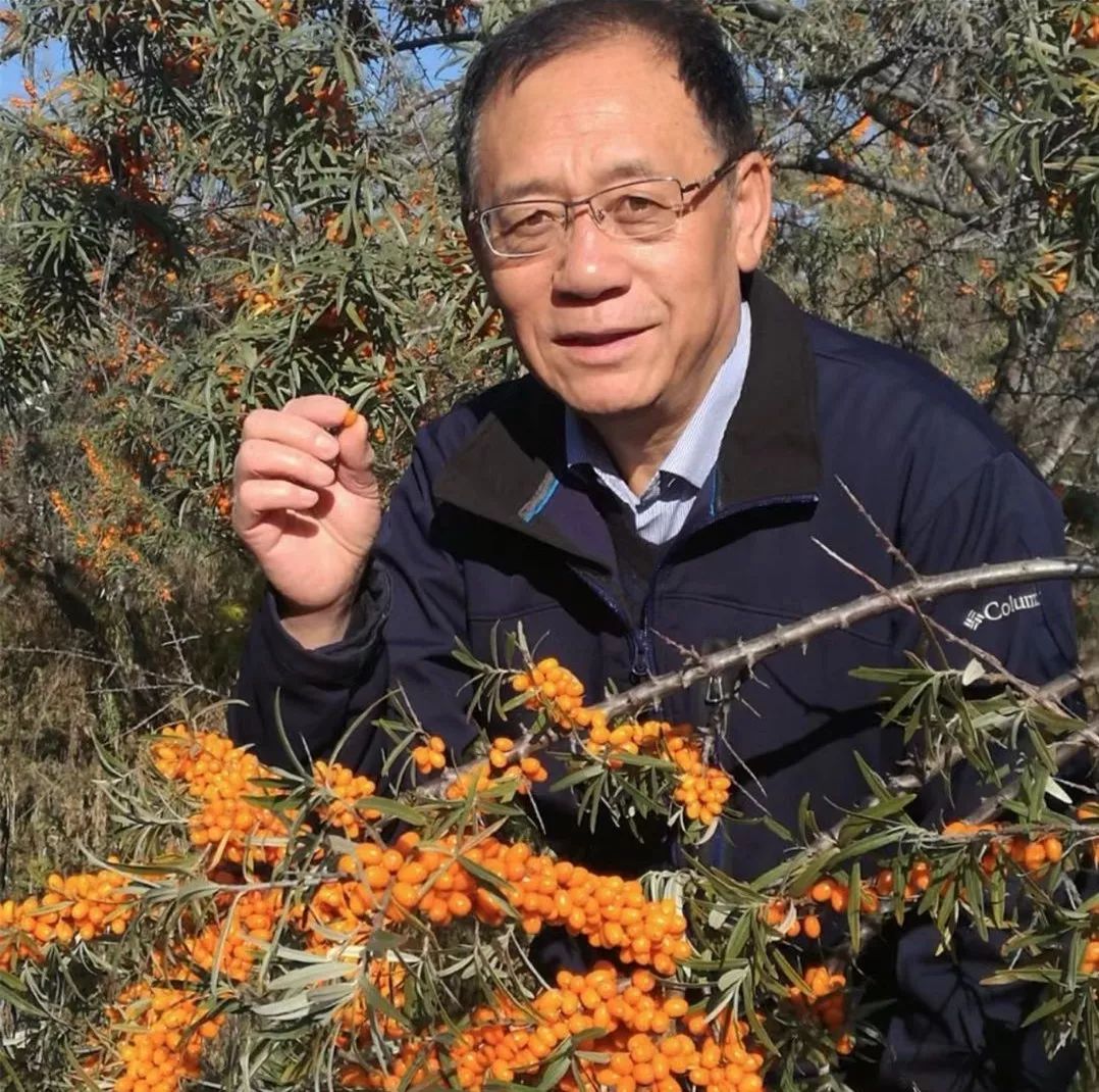 关于种植沙棘要求的视频报道_致富经种沙棘视频_沙棘种植视频