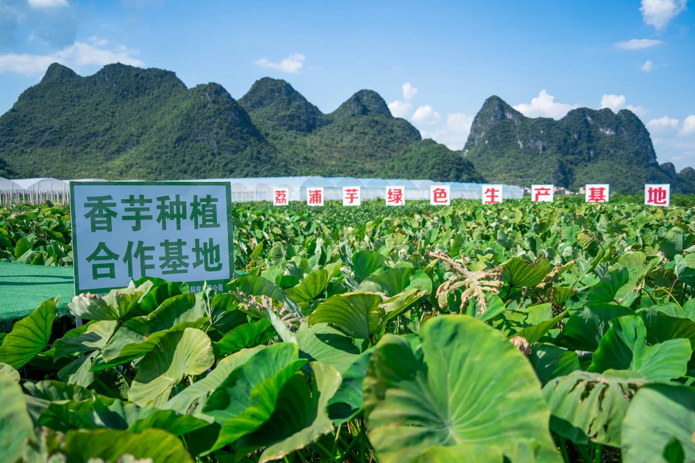 借鉴优质规划经验材料_借鉴优质规划经验材料怎么写_优秀规划案例