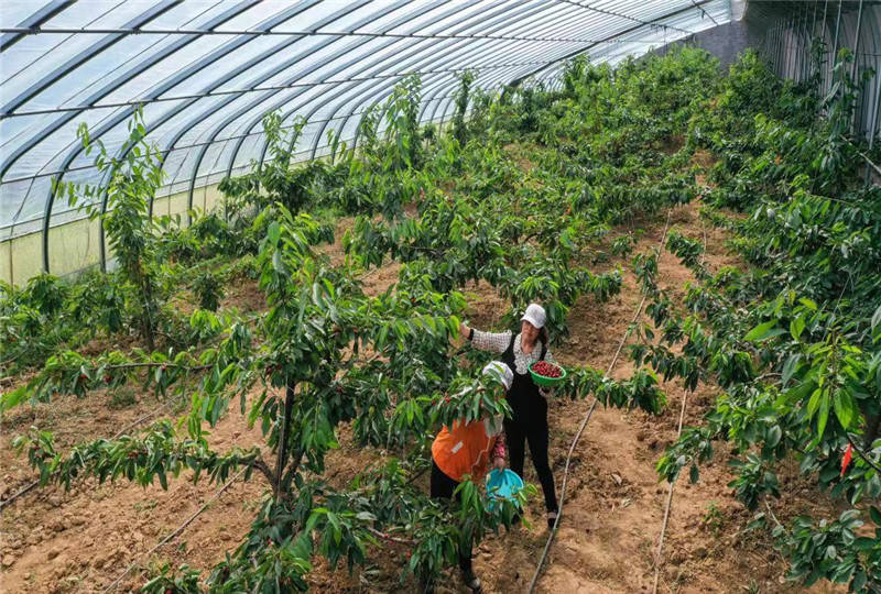 樱桃种植赚钱吗_致富经大樱桃种植视频_樱桃致富经