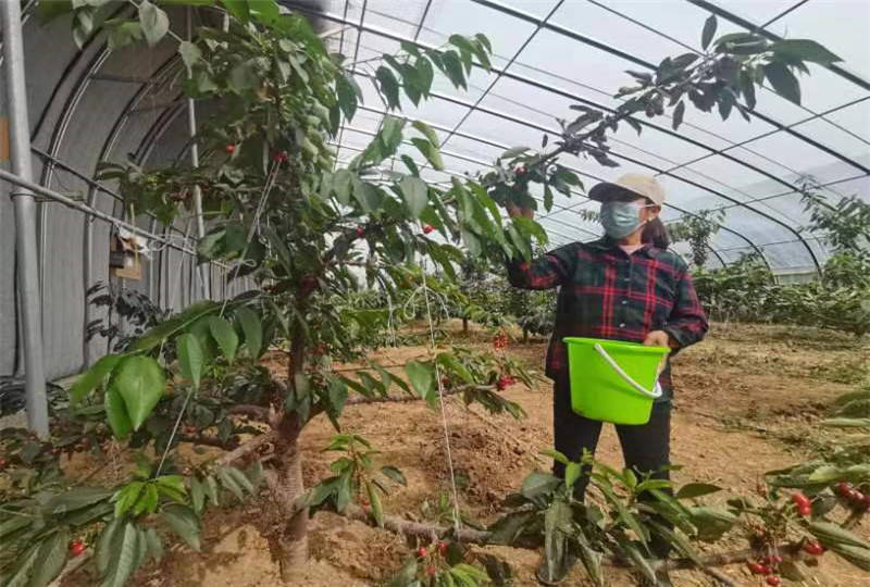 樱桃种植赚钱吗_樱桃致富经_致富经大樱桃种植视频