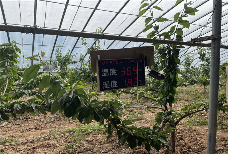 致富经大樱桃种植视频_樱桃种植赚钱吗_樱桃致富经