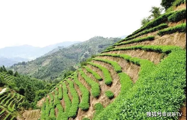 板鸭产业_致富经洪湖板鸭_致富经板鸭