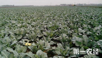 种植管理技术花菜技术要点_花菜种植步骤_花菜种植管理技术