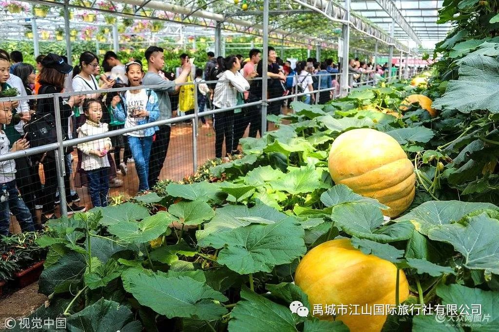 视频种植树草莓技术教程_种植草莓的视频教程_树草莓种植技术视频