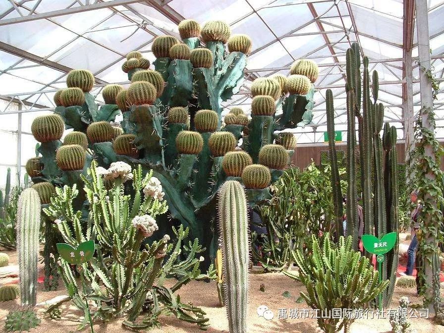 视频种植树草莓技术教程_种植草莓的视频教程_树草莓种植技术视频