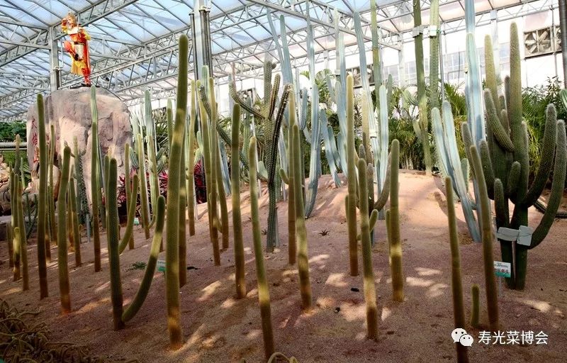 种植草莓的视频教程_视频种植树草莓技术教程_树草莓种植技术视频