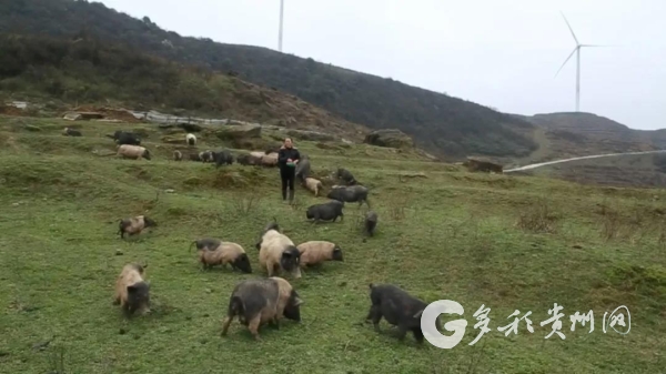 散养香猪养殖视频_致富散养香猪技术视频_致富经香猪散养技术