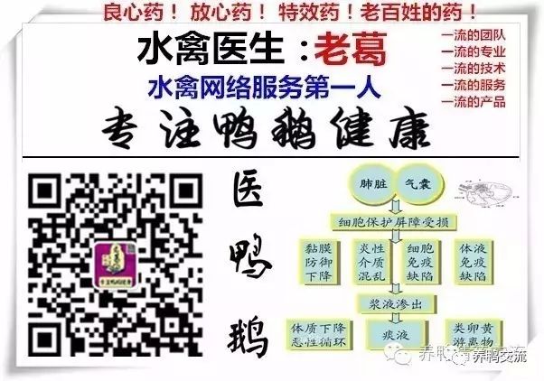 蛋鸭养殖前景如何_高产蛋鸭养殖技术_养殖蛋鸭的技术视频