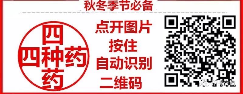 蛋鸭养殖前景如何_养殖蛋鸭的技术视频_高产蛋鸭养殖技术