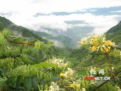 湖南：金银花遍山开 开通溆浦致富路年收入20多万