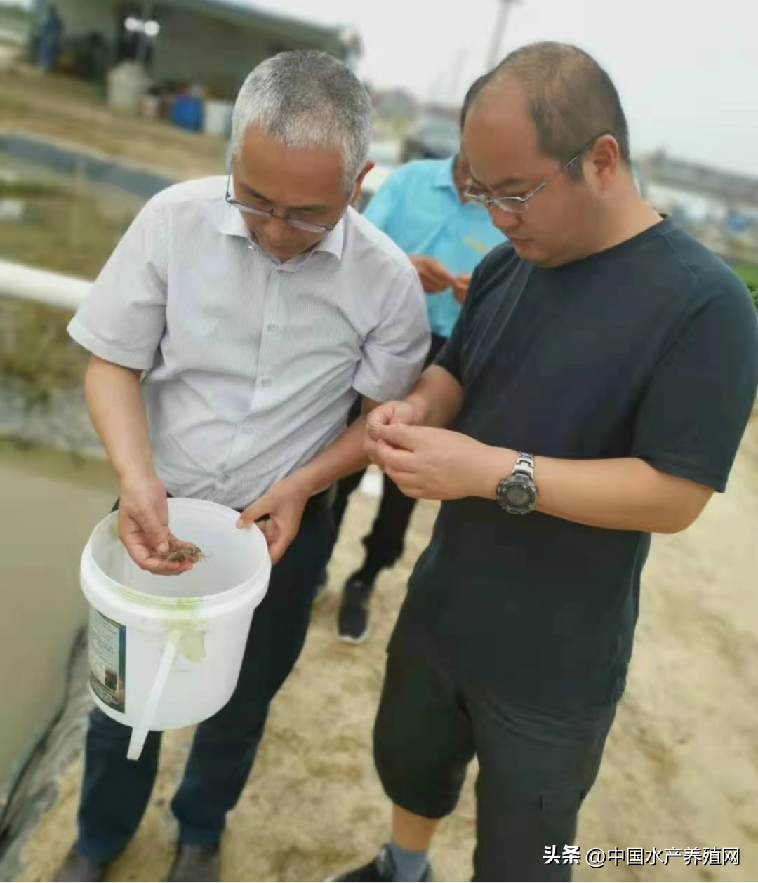 养殖大眼幼体技术要求_养殖大眼幼体技术有哪些_大眼幼体养殖技术