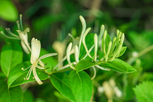 广东这些中草药的种植前景好，收获效益高