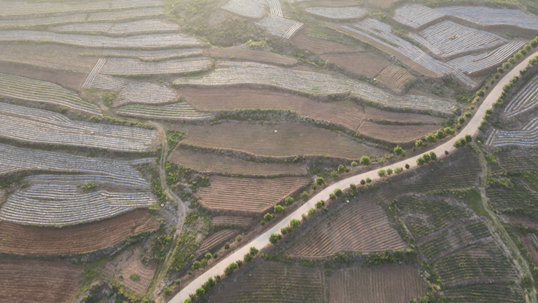 一株道地药，一张致富方