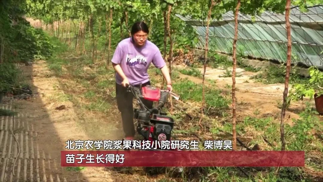 种植致富宝典_田间地头种植致富_村民种植黑皮冬瓜致富