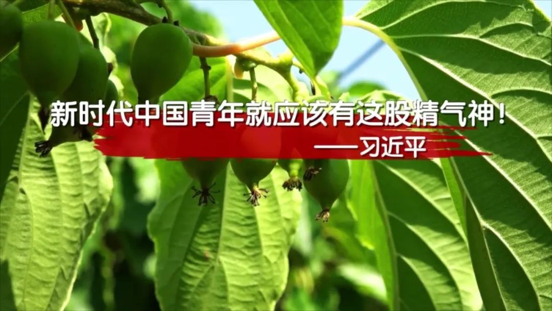 村民种植黑皮冬瓜致富_田间地头种植致富_种植致富宝典