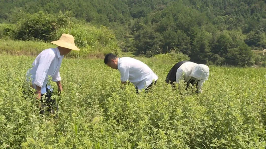 致富田间种植头地有哪些_田间地头种植致富_田间种植管理制度