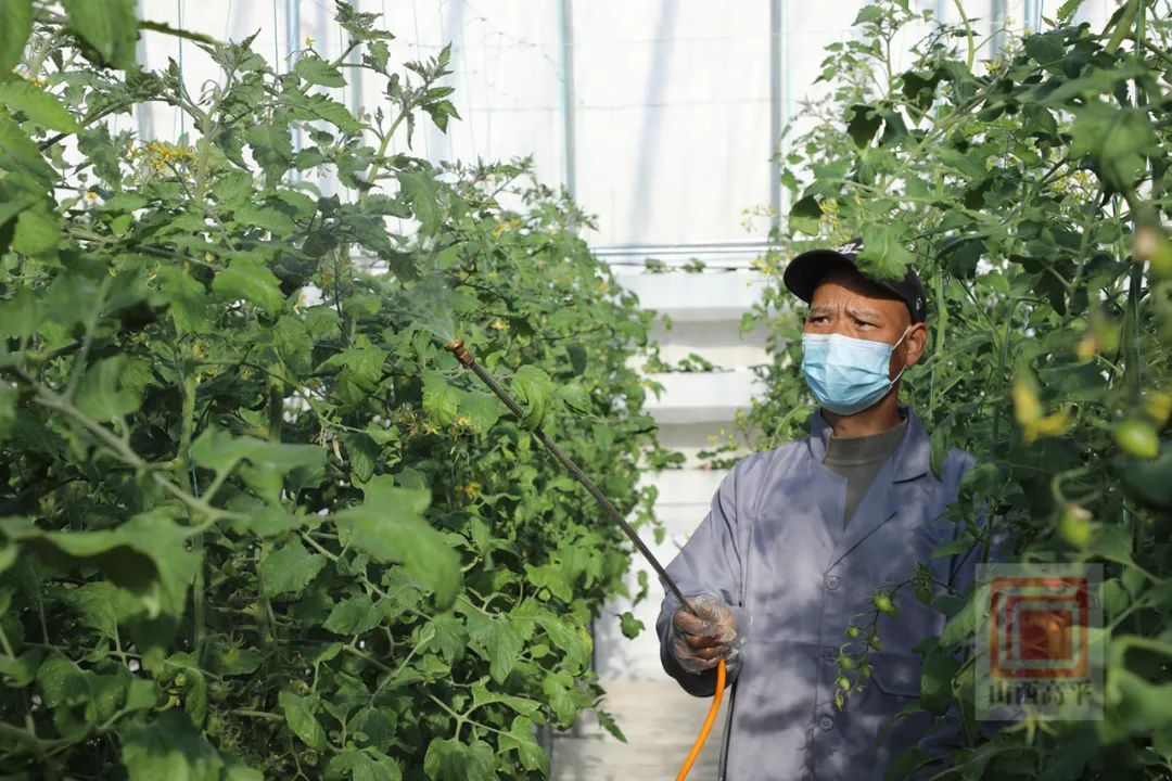 小蕃茄怎么种植技术视频_番茄种植技术视频播放_种植番茄的视频