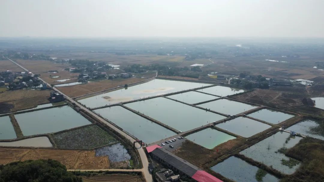 致富田间种植头地有哪些_田间地头种植致富_丝瓜种植致富