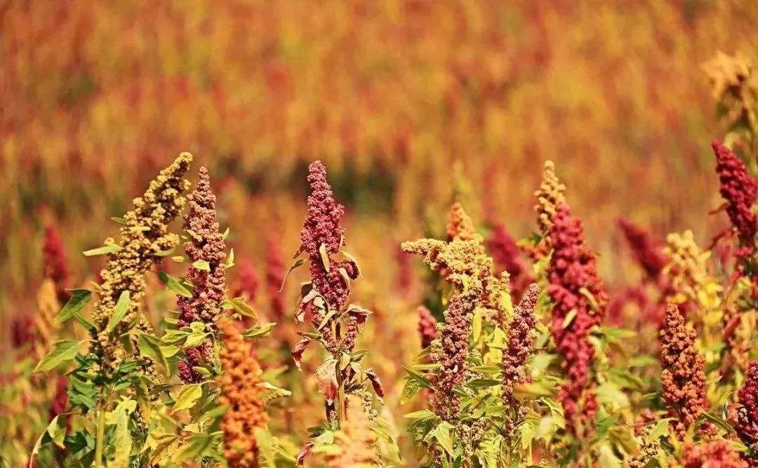 种藜麦赚钱吗_藜麦种植效益_致富经藜麦种植
