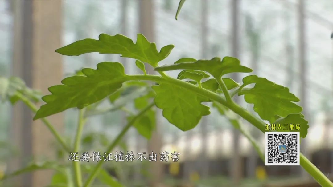 种植番茄的视频_小蕃茄怎么种植技术视频_高产番茄种植技术视频