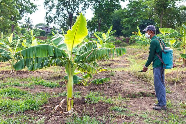 我，50多岁欠下70多万，20年到广东湛江种植香蕉，3年赚到100多万