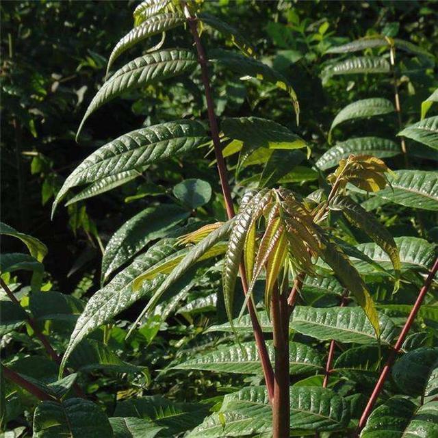 致富经香椿芽加工_研制香椿芽_香椿芽加工设备