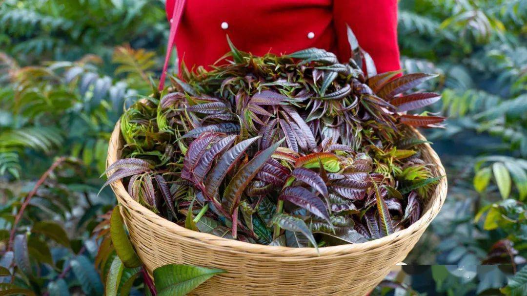 研制香椿芽_致富经香椿芽加工_香椿芽深加工产品