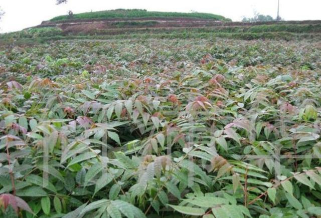 香椿芽深加工技术_香椿芽加工企业_致富经香椿芽加工