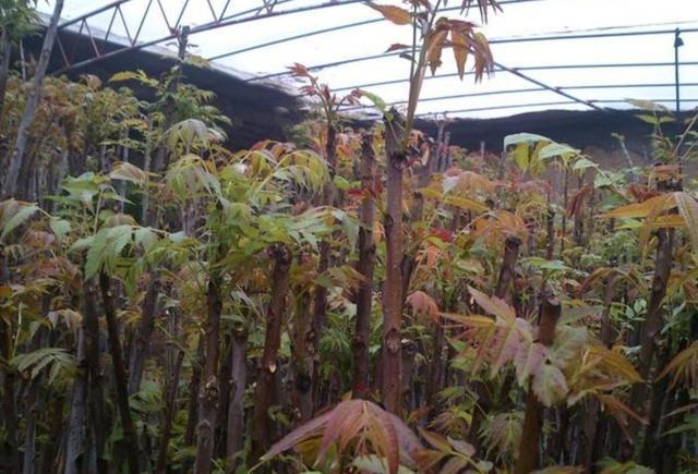 香椿芽深加工技术_香椿芽加工企业_致富经香椿芽加工