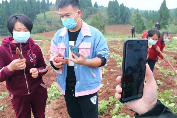 种植地瓜致富_地瓜种植效益_致富种植地瓜图片