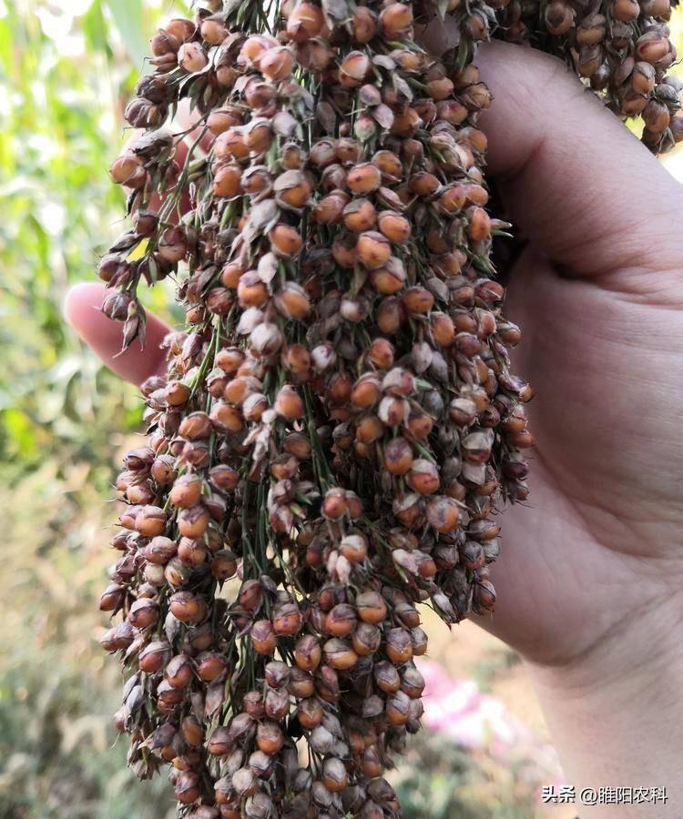 种植致富方法_种植致富新项目_种植致富业