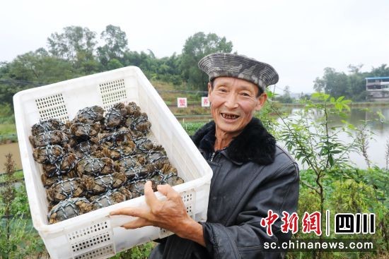 致富养殖花蟹怎么样_致富养殖花蟹图片_花蟹养殖致富