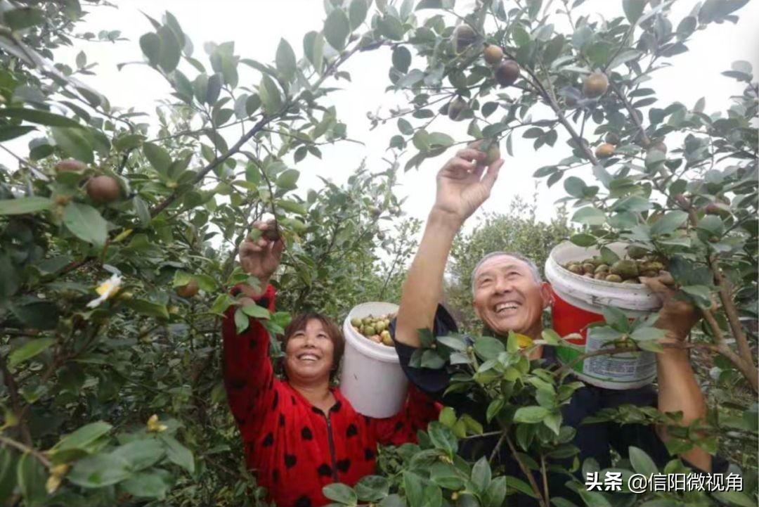 茶园种植致富树_茶园种植技术_致富种植茶园树的意义