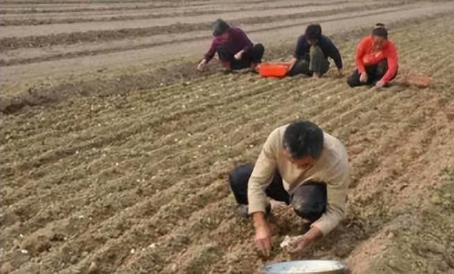 蒜价“跳水”，今年秋蒜还种吗？这样的问题让农民头痛伤脑筋